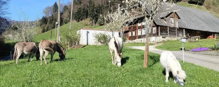 Tierpatenschaften Luzerner Hinterland | Tiere auf dem Lebenshof