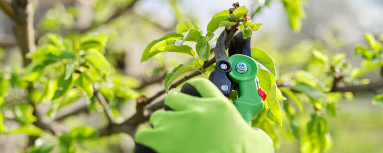 Hauswartung in Reinach | Person schneidet mit Gartenschere Zweig eines Obstbaumes