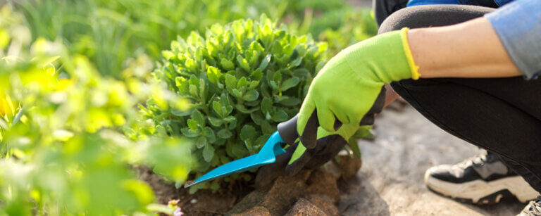 Hauswartung in Liestal | Person pflegt mit Gartenschaufel Grünpflanzen Beet