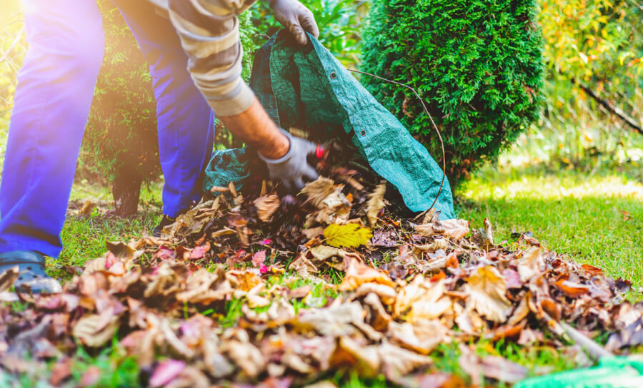 Hauswartung in Basel-Landschaft | Mann füllt Laubsack mit verwelkten, bunten Blättern im Garten Herbstputz